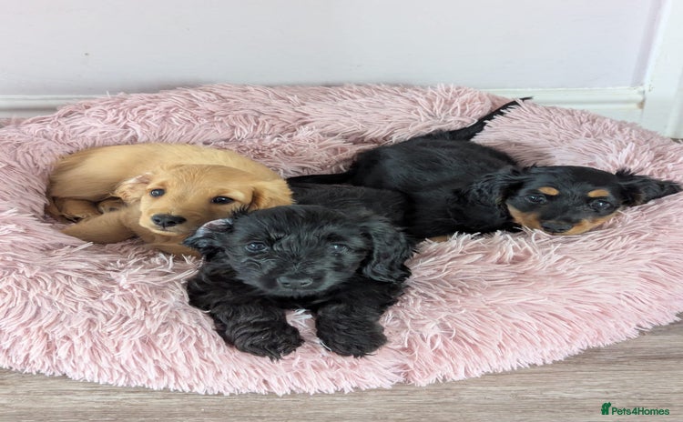 Mixed Breed dogs - Advert 1