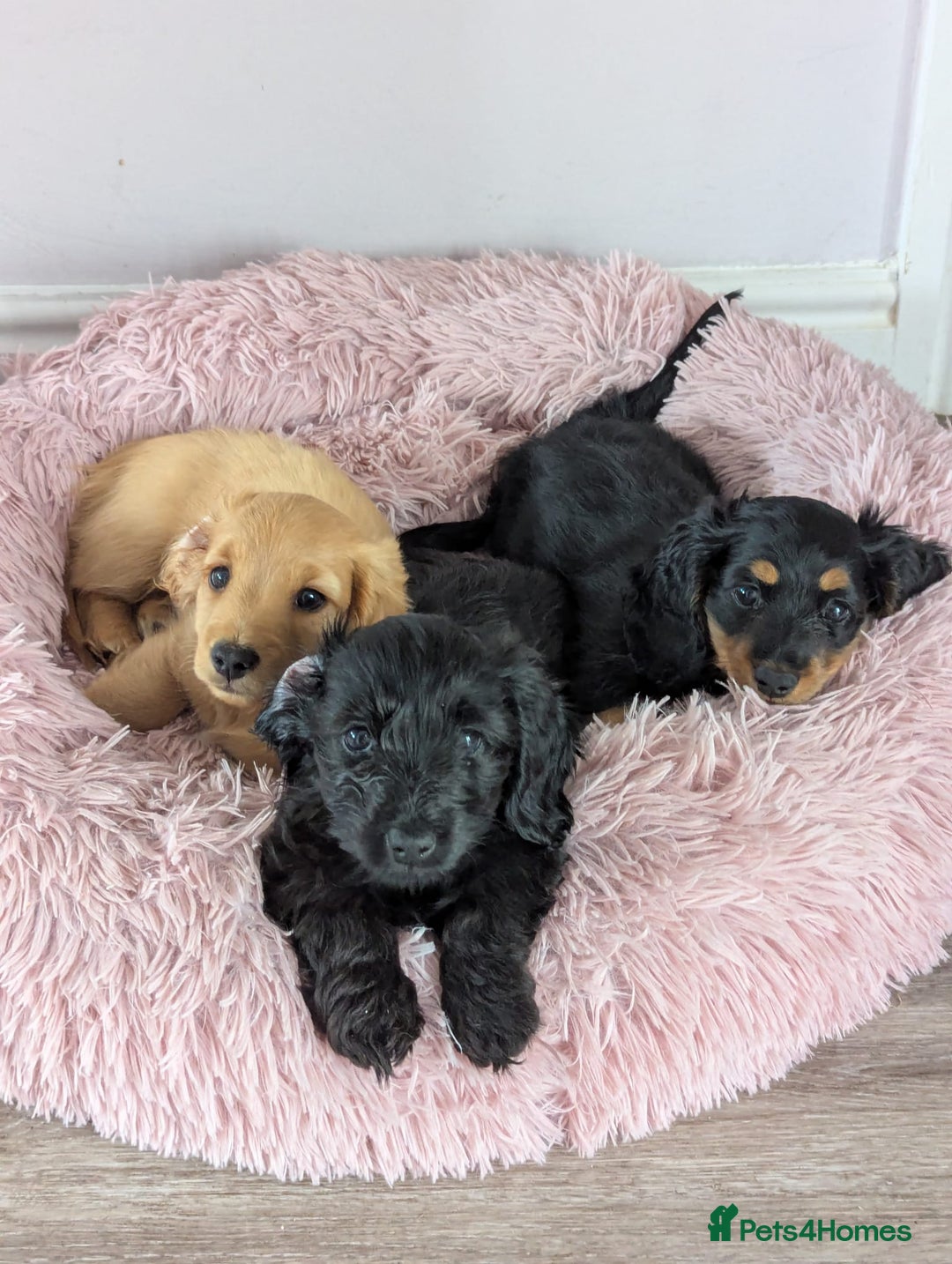 Mixed Breed dogs for sale: 75% Dachshund Cross Puppies - 4 Boys Available - Image 1