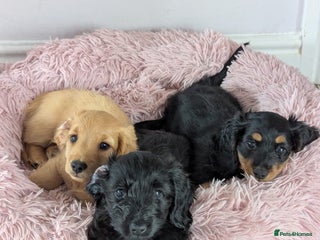 Mixed Breed dogs - Advert 2