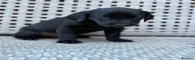 Labrador Retriever 2