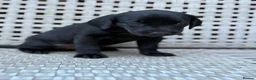 Labrador Retriever dogs for sale: Labrador Puppies  - Advert 11
