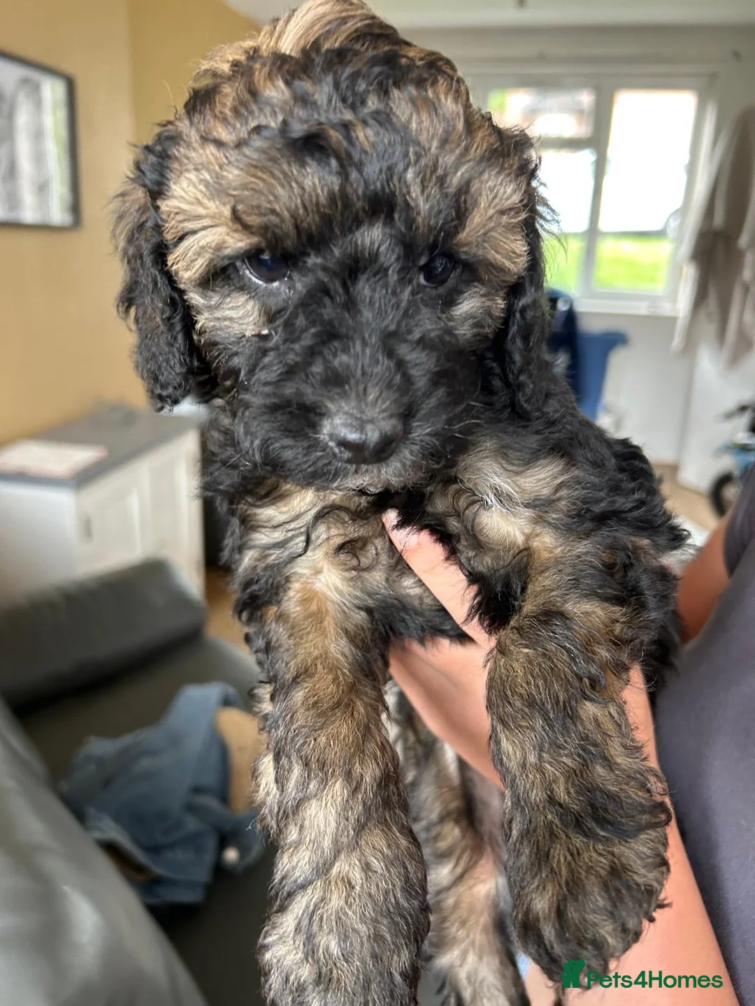 Mixed Breed dogs for sale: 6 stunning miniature poodles in Birmingham - Advert 9