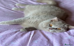 British Shorthair cats for sale: British shorthair kittens  - Image 10