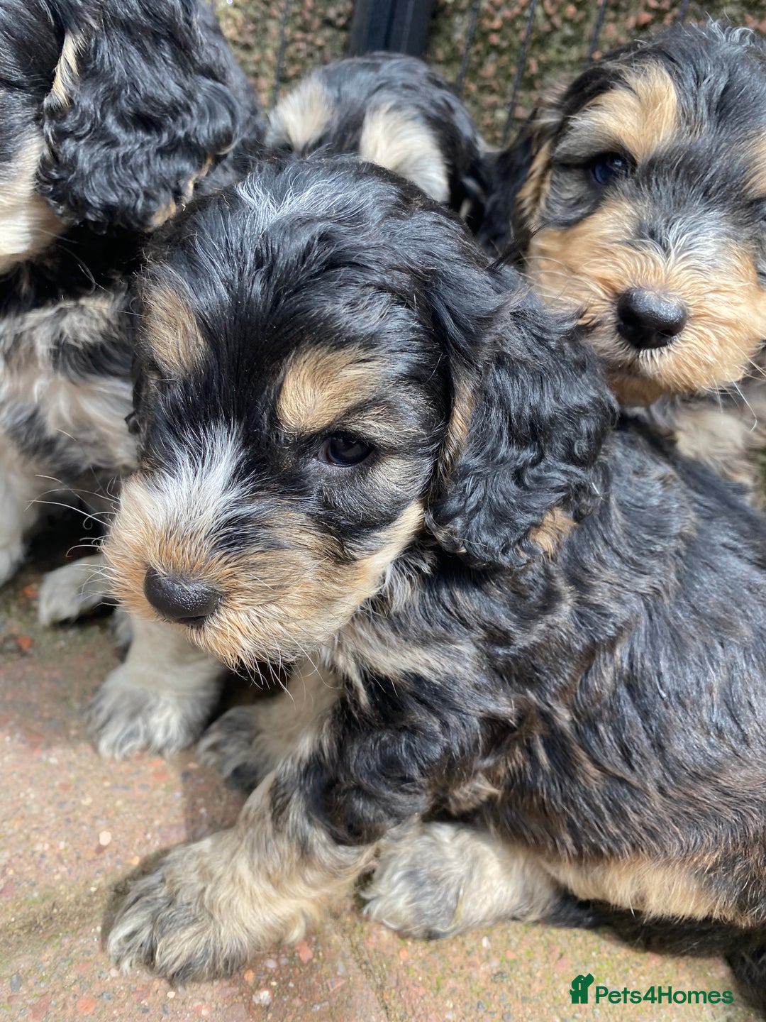 Cockapoo dogs for sale: F1 Gen Cockapoo Puppies - Image 3