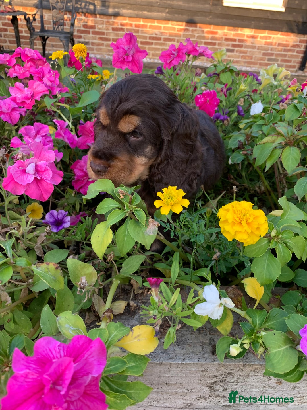 Cocker Spaniel dogs for sale: 5* LICENSED READY KC SHOW H/TESTED PUPPIES  - Image 23