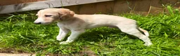Saluki dogs for sale: Beautiful Saluki pups from champion lines - Advert 4