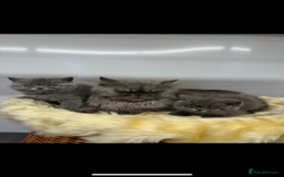 Exotic cats for sale: exotic  - Image 11