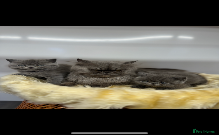 Exotic cats - Advert 15