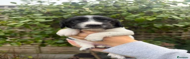 English Springer Spaniel 7