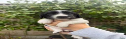 English Springer Spaniel dogs for sale: KC Registered English Springer Spaniel puppies - Advert 13