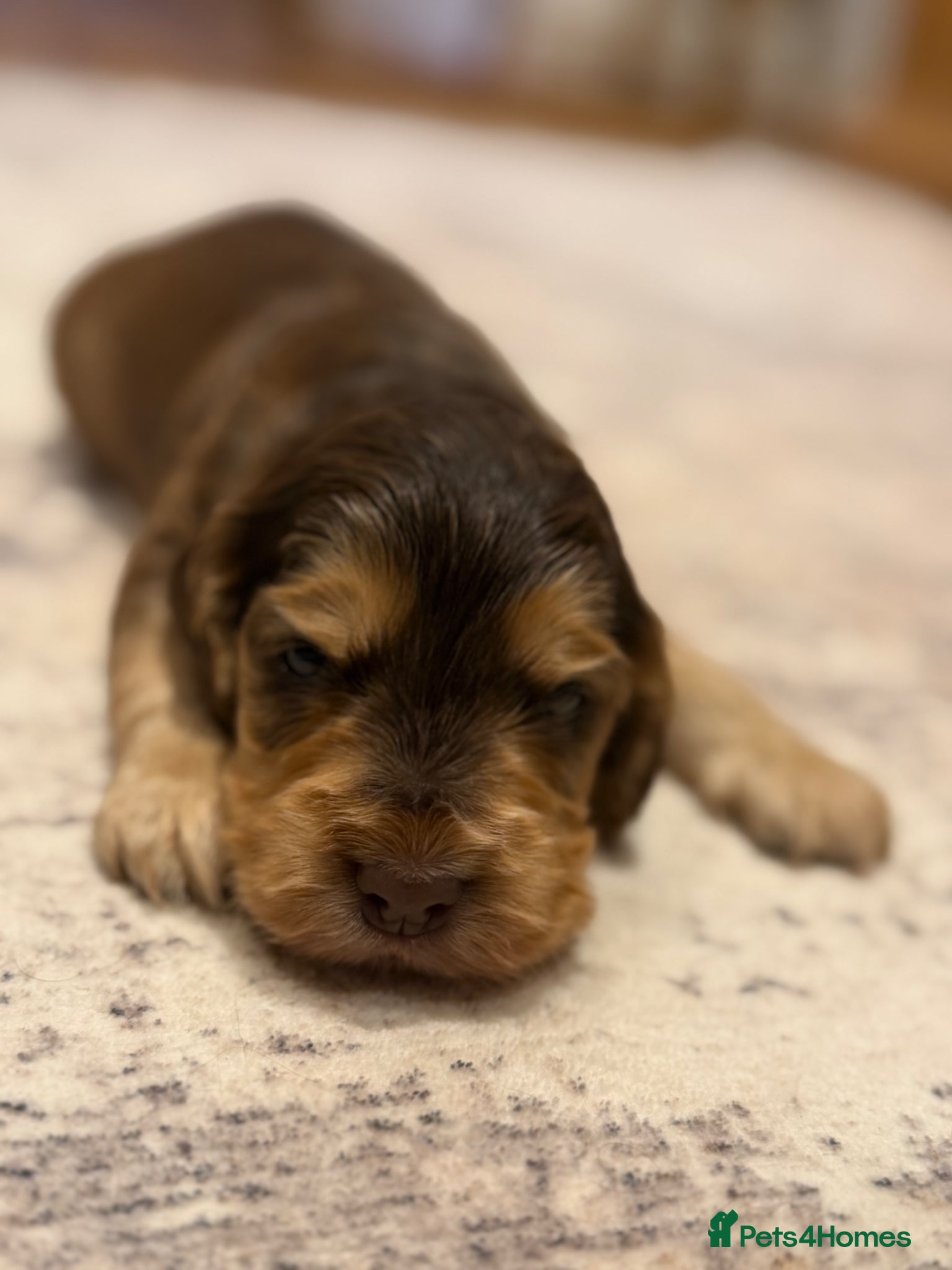 Cocker Spaniel dogs for sale: Golden & Chocolate Sable Show Cocker Puppies  in Doncaster - Advert 16