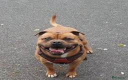 Staffordshire Bull Terrier dogs for sale: Stunning KC Staffordshire bull terrier puppies - Image 11