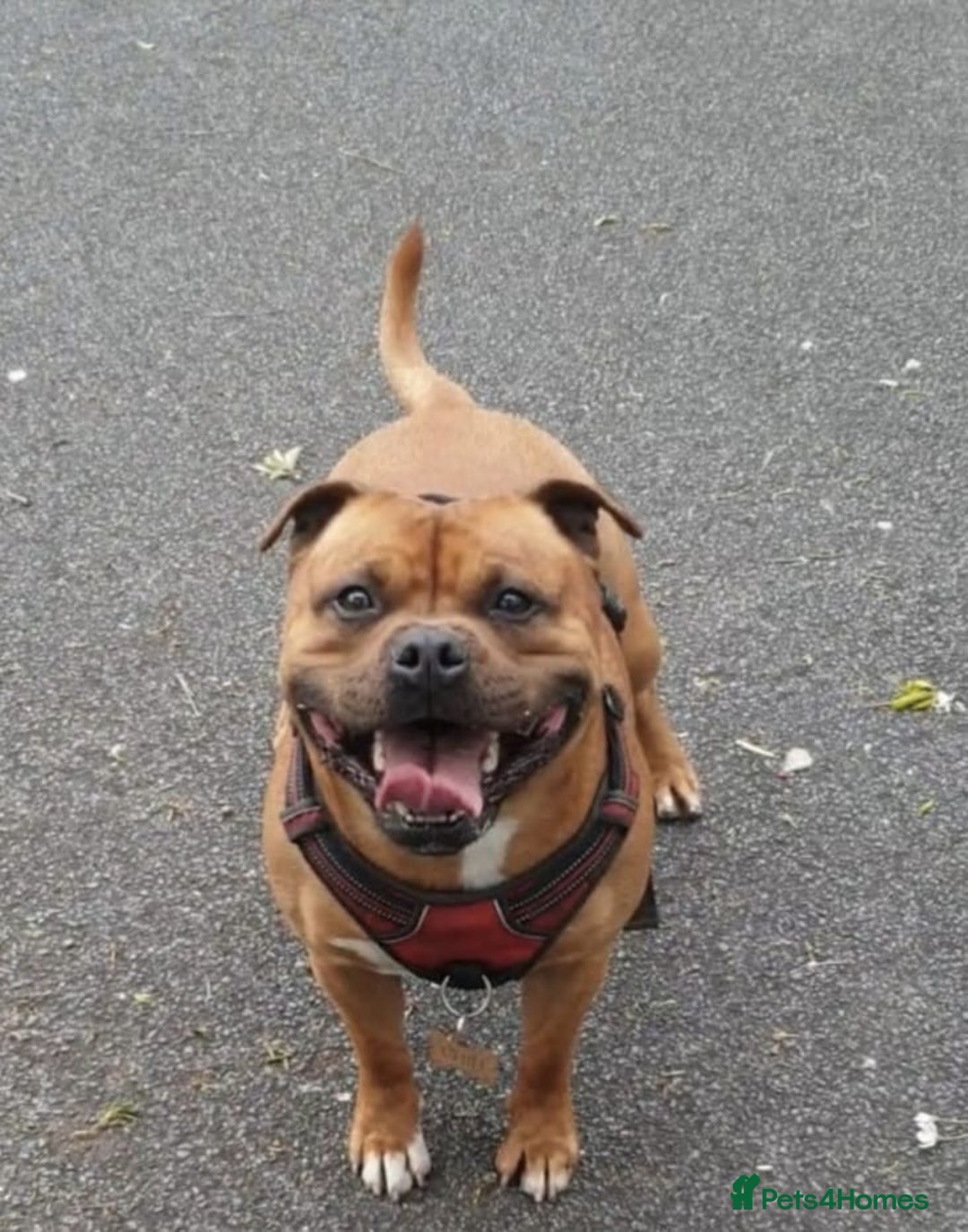Staffordshire Bull Terrier dogs for sale: Stunning KC Staffordshire bull terrier puppies - Image 11