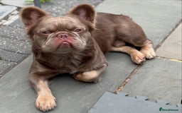French Bulldog dogs for sale: Male fluffy french bulldog - Image 2