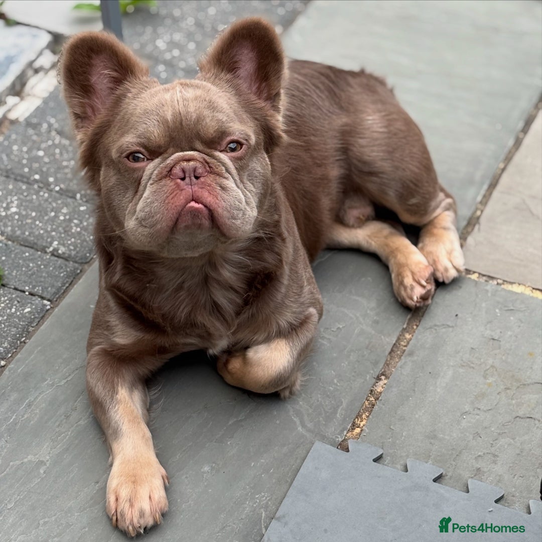 French Bulldog dogs for sale: Male fluffy french bulldog - Image 2