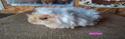 Guinea Pig rodents for sale: Lunkarya  - Advert 1