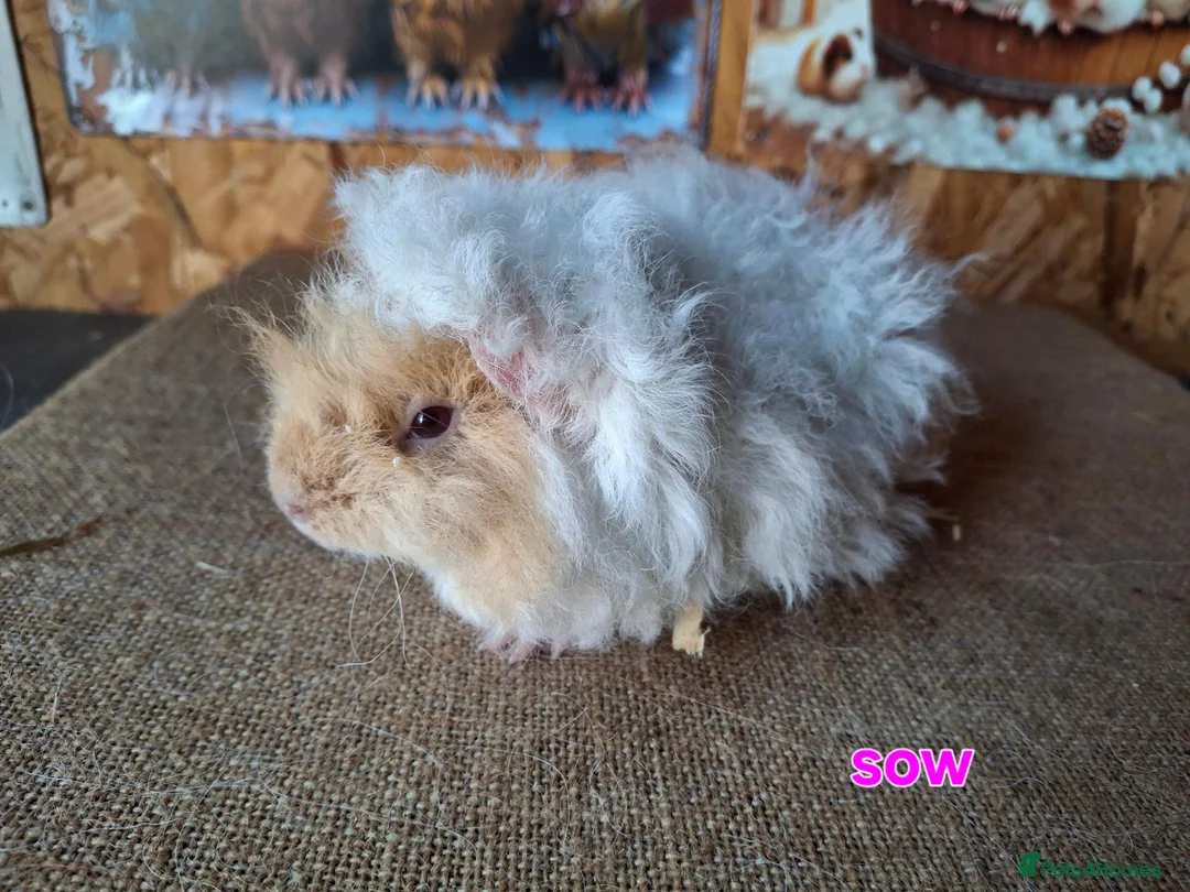 Guinea Pig rodents for sale: Lunkarya  - Advert 1