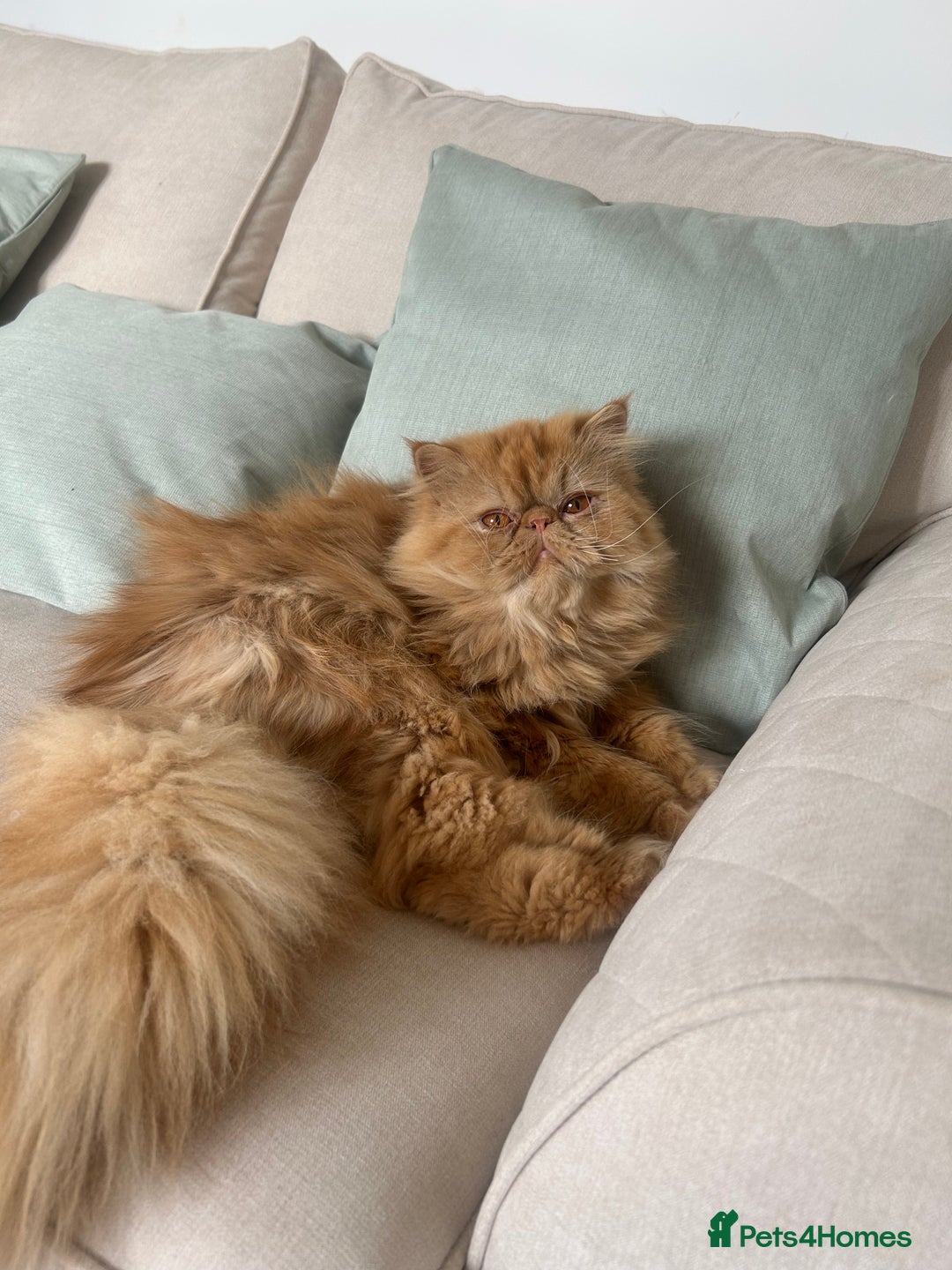 Ragdoll cats for sale: Male ragdoll and male Persian available  - Image 2