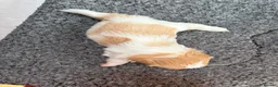 Mixed Breed dogs for sale: Cookie - Advert 19