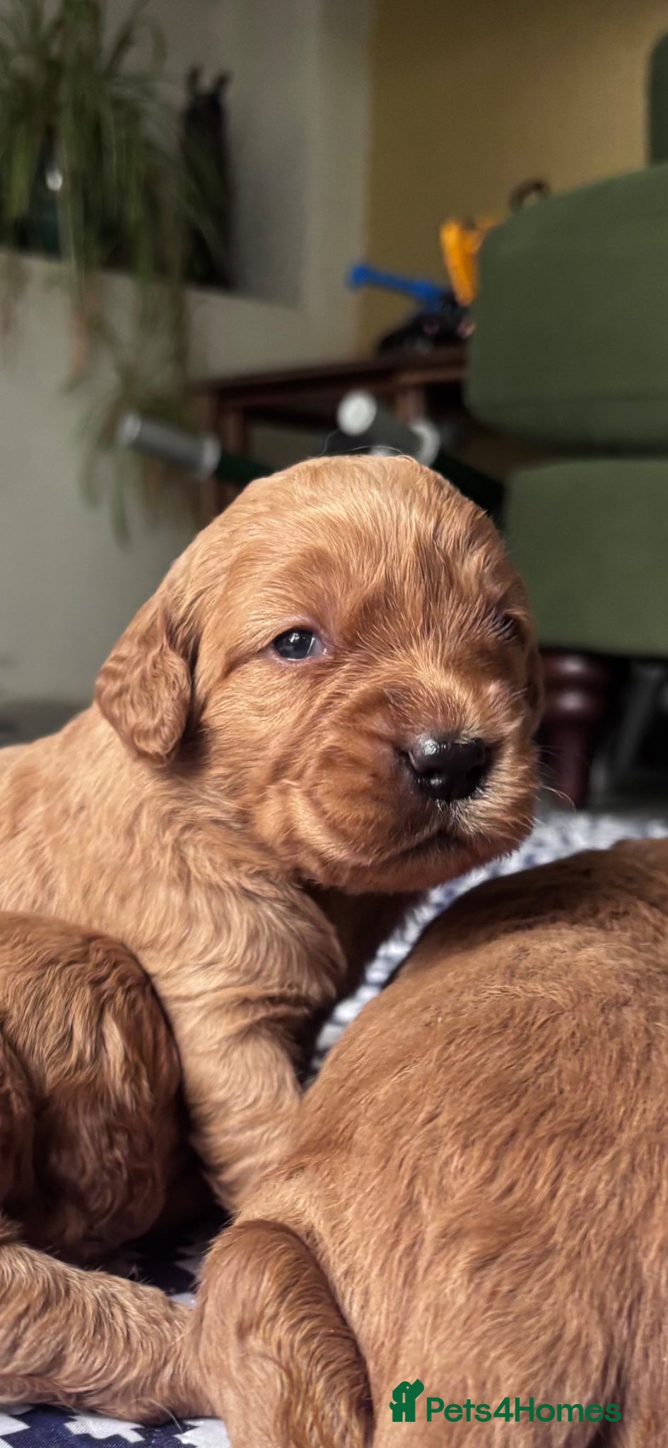 Mini Goldendoodle dogs for sale: F1 Medium sized Goldendoodles  - Advert 6