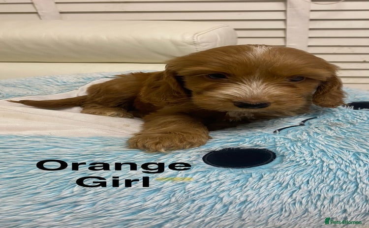 Labradoodle dogs - Advert 10