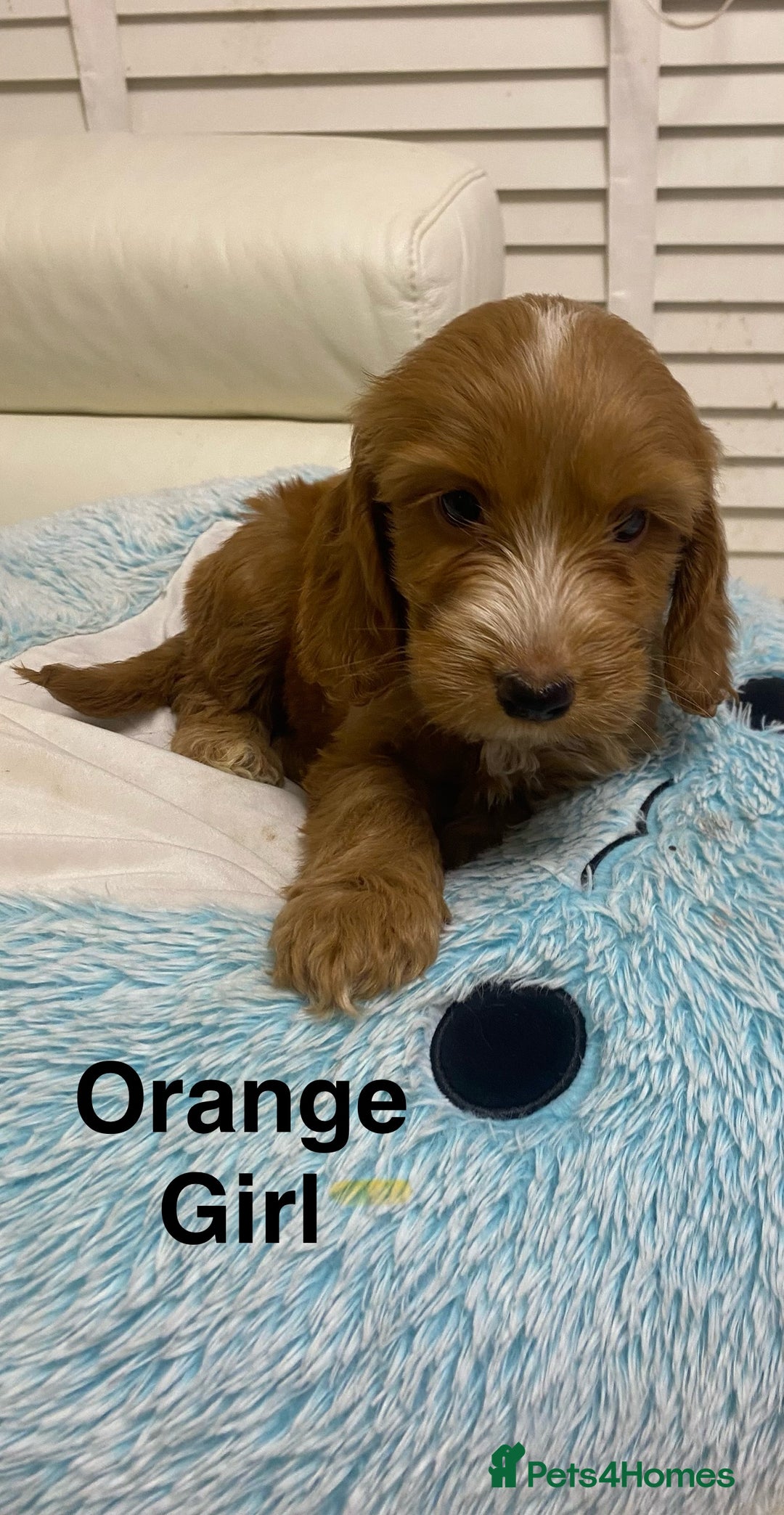 Labradoodle dogs for sale:  Australian Labradoodles Show Cocker Spaniel - Image 1
