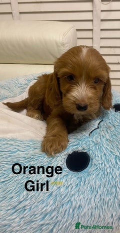 Labradoodle dogs - Advert 2