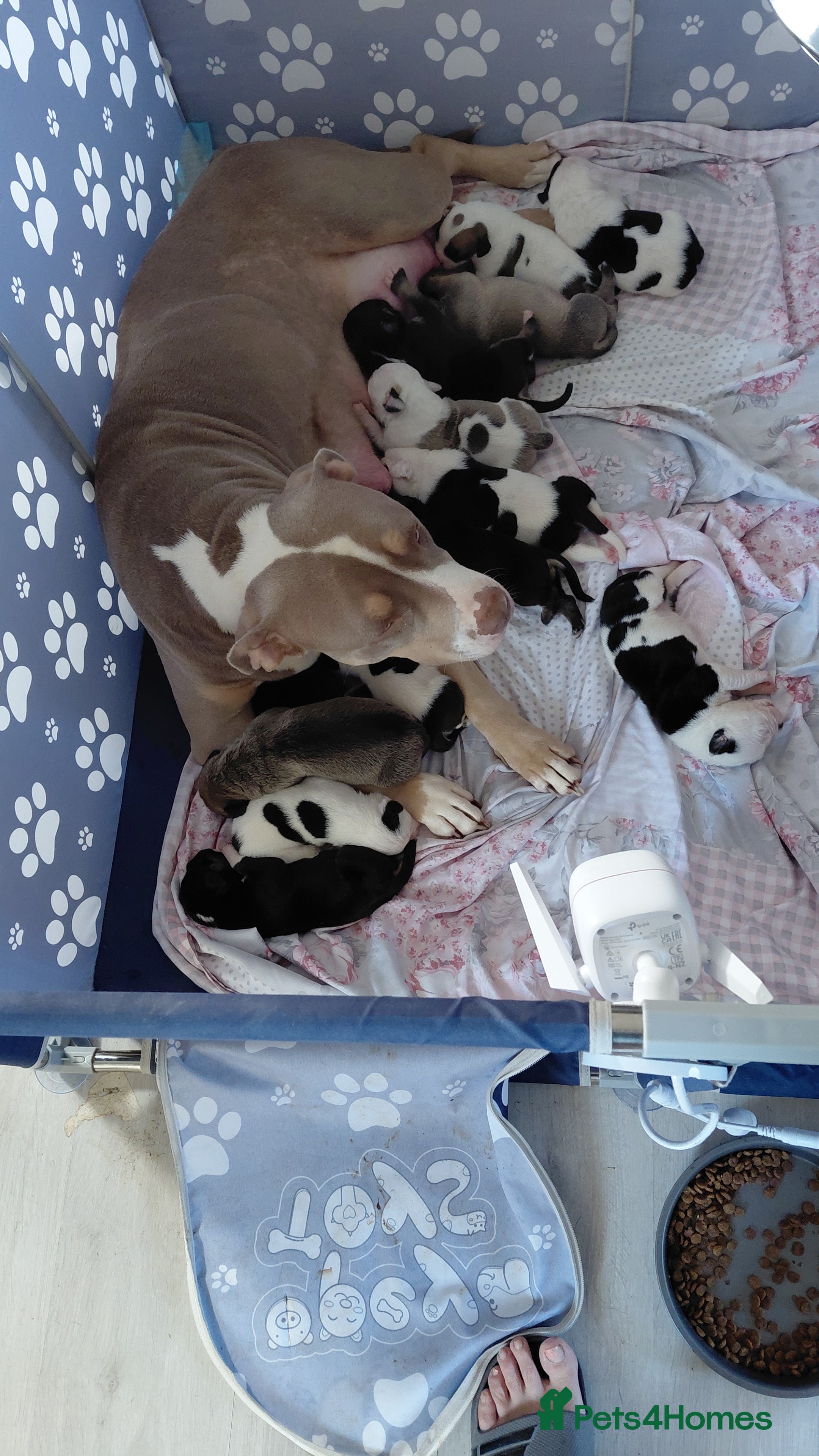 Mixed Breed dogs Boxer x pups - Advert 2