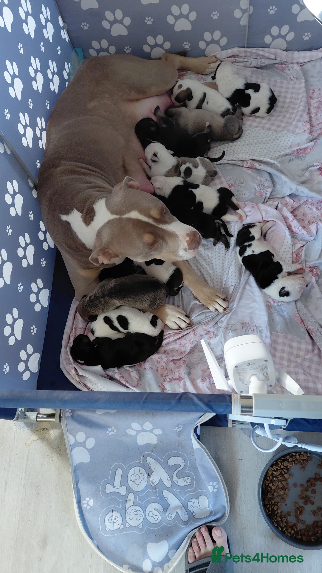 Mixed Breed dogs for sale: Boxer x pups - Advert 1