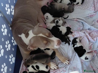 Mixed Breed dogs Boxer x pups - Advert 2