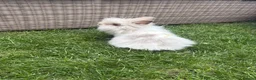 Lionhead rabbits for sale: Angora/lionhead rabbit  - Advert 10