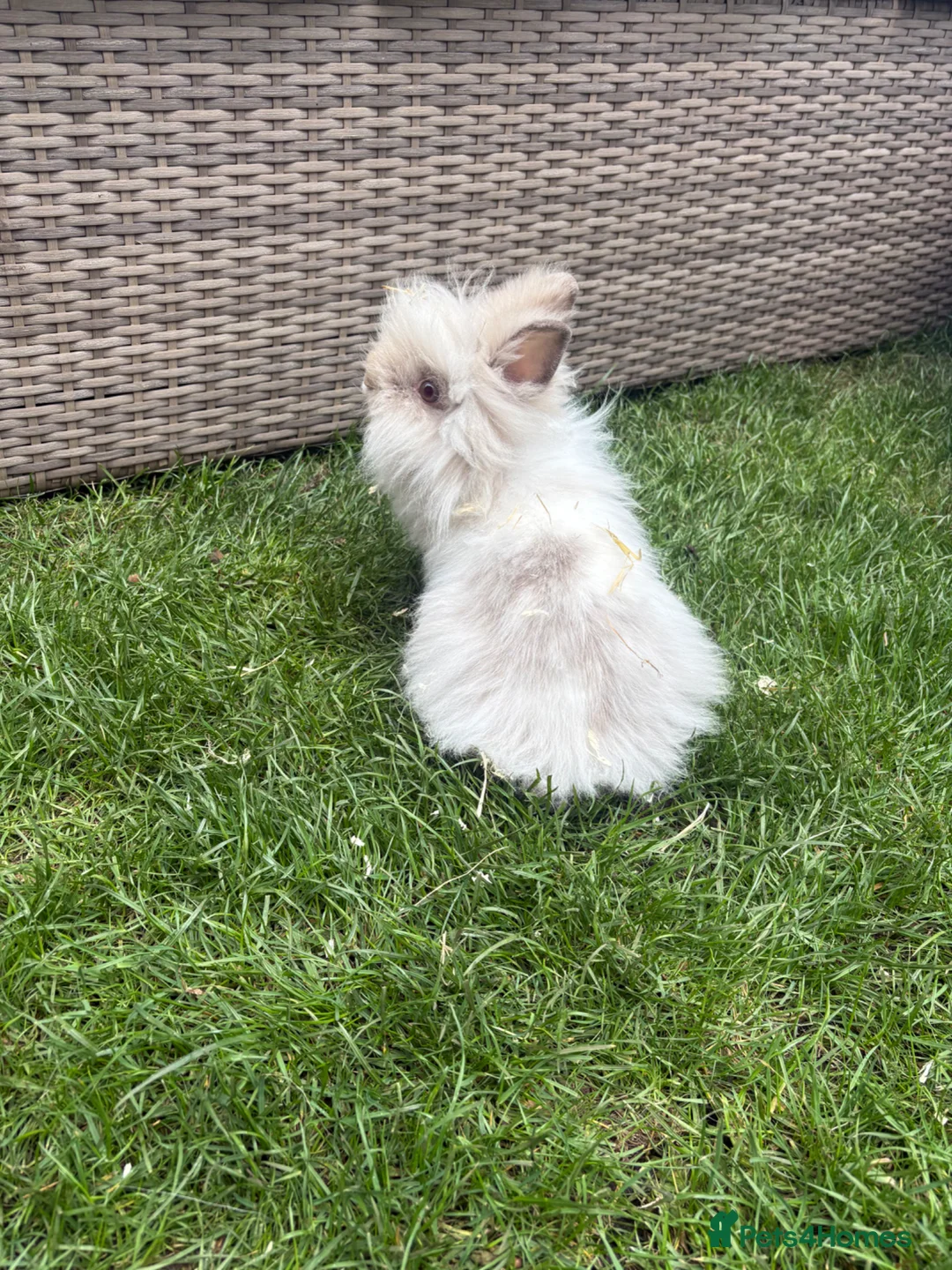 Lionhead rabbits for sale: Angora/lionhead rabbit  - Advert 10
