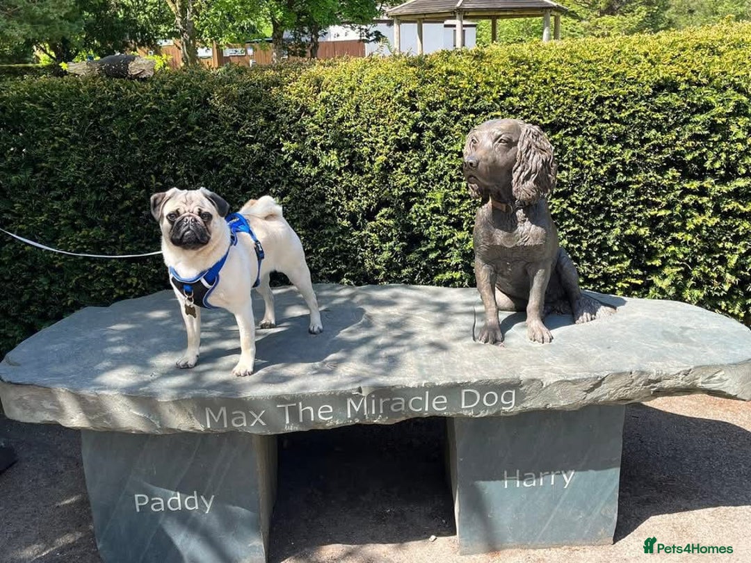Pug dogs for stud: KC registered Pug for stud  - Advert 2
