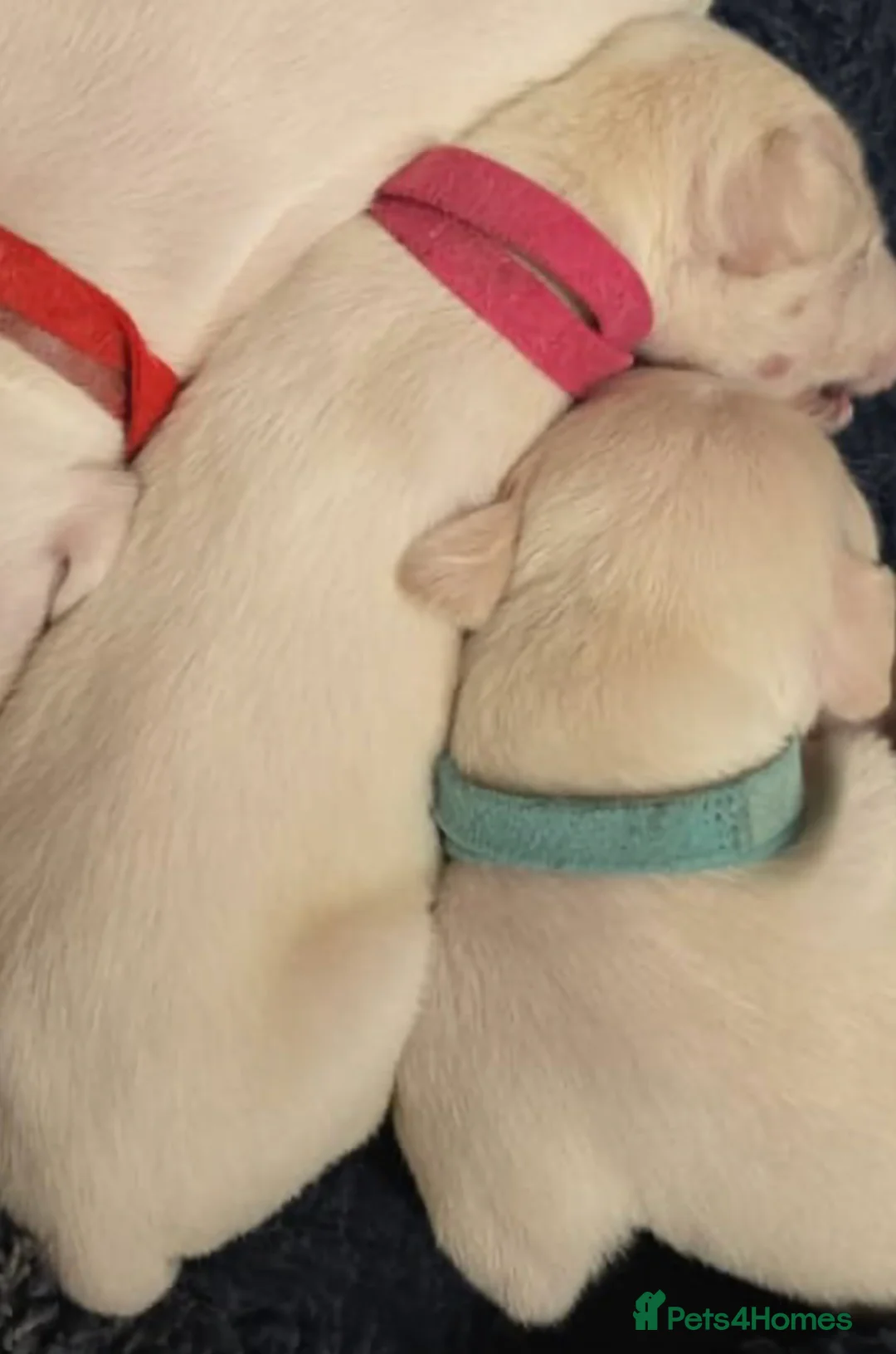 Mixed Breed dogs for sale: English pointer cross saluki/greyhound  - Advert 38