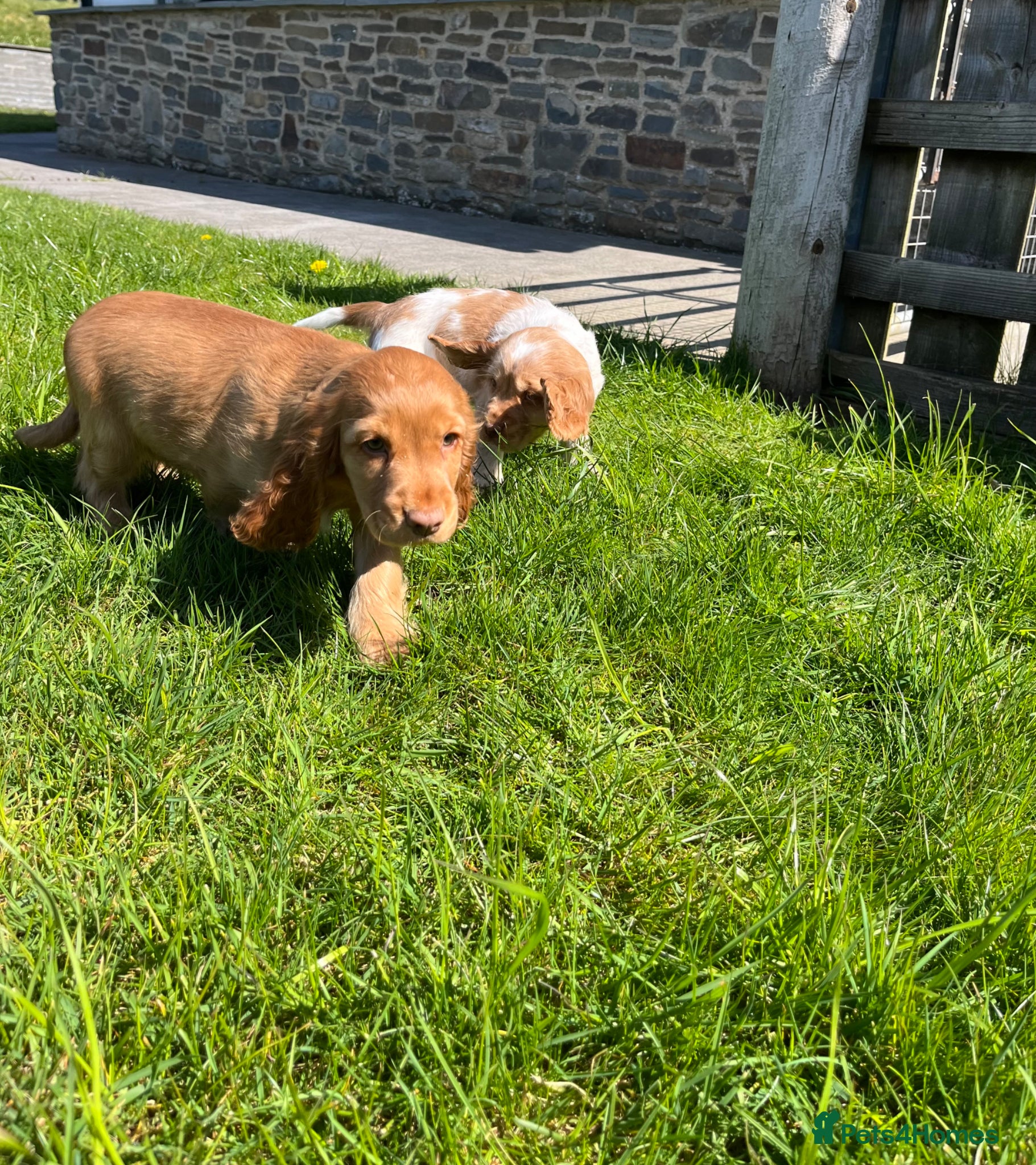 Cocker Spaniel dogs Gorgeous KC HEALTH TESTED show type cocker 🐶 ⭐️  - Advert 1