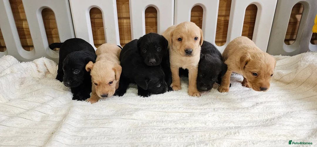 Labrador Retriever dogs for sale: 7 BEAUTIFUL KCREG LABRADORS. HEALTH TESTED PARENTS - Advert 8