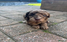 Miniature Poodle dogs for sale: Miniature poodles REDUCED READY TO LEAVE NOW  - Image 15