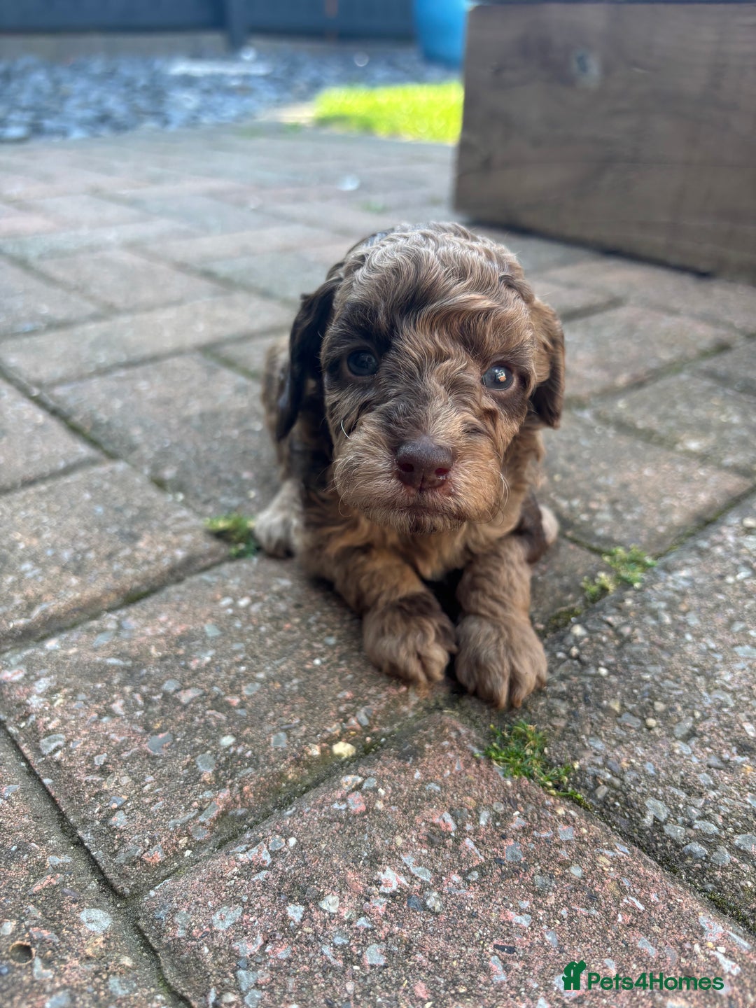 Miniature Poodle dogs for sale: Miniature poodles REDUCED READY TO LEAVE NOW  - Image 15