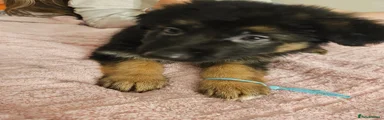 German Shepherd 9