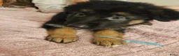 German Shepherd dogs for sale: Long haired German shepherd pups  - Advert 5