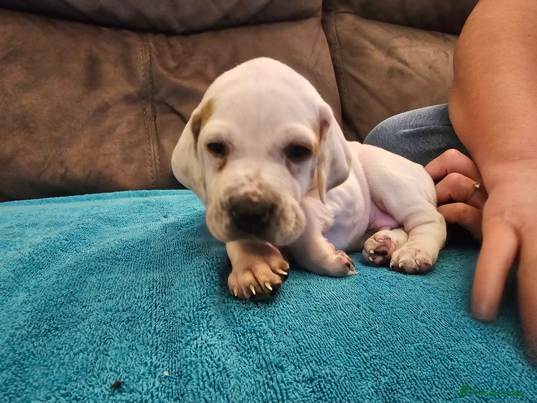 Pointer dogs for sale: Quality Pointer Puppies - Advert 16