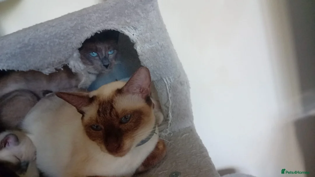 Siamese cats for sale: Siamese Kitten - Advert 4