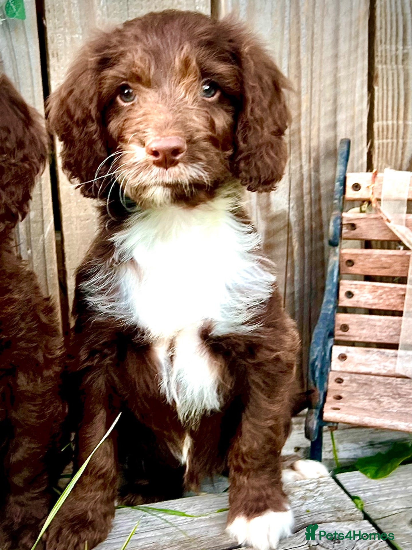 Sproodle dogs Rare Miniature Sproodle Chocolate  Puppies  - Advert 2