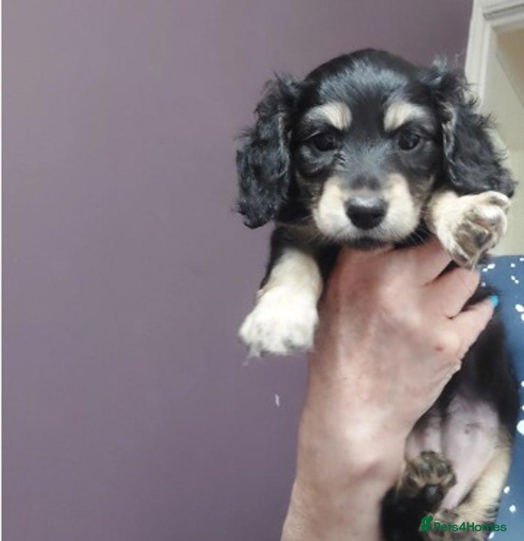 Miniature Dachshund dogs for sale: Premium Miniature Dachshund Puppies! - Advert 6