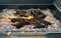 Labrador Retriever dogs for sale: proper working Labradors  - Image 7