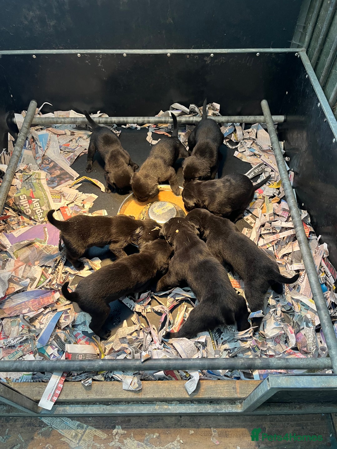 Labrador Retriever dogs for sale: proper working Labradors  - Image 7