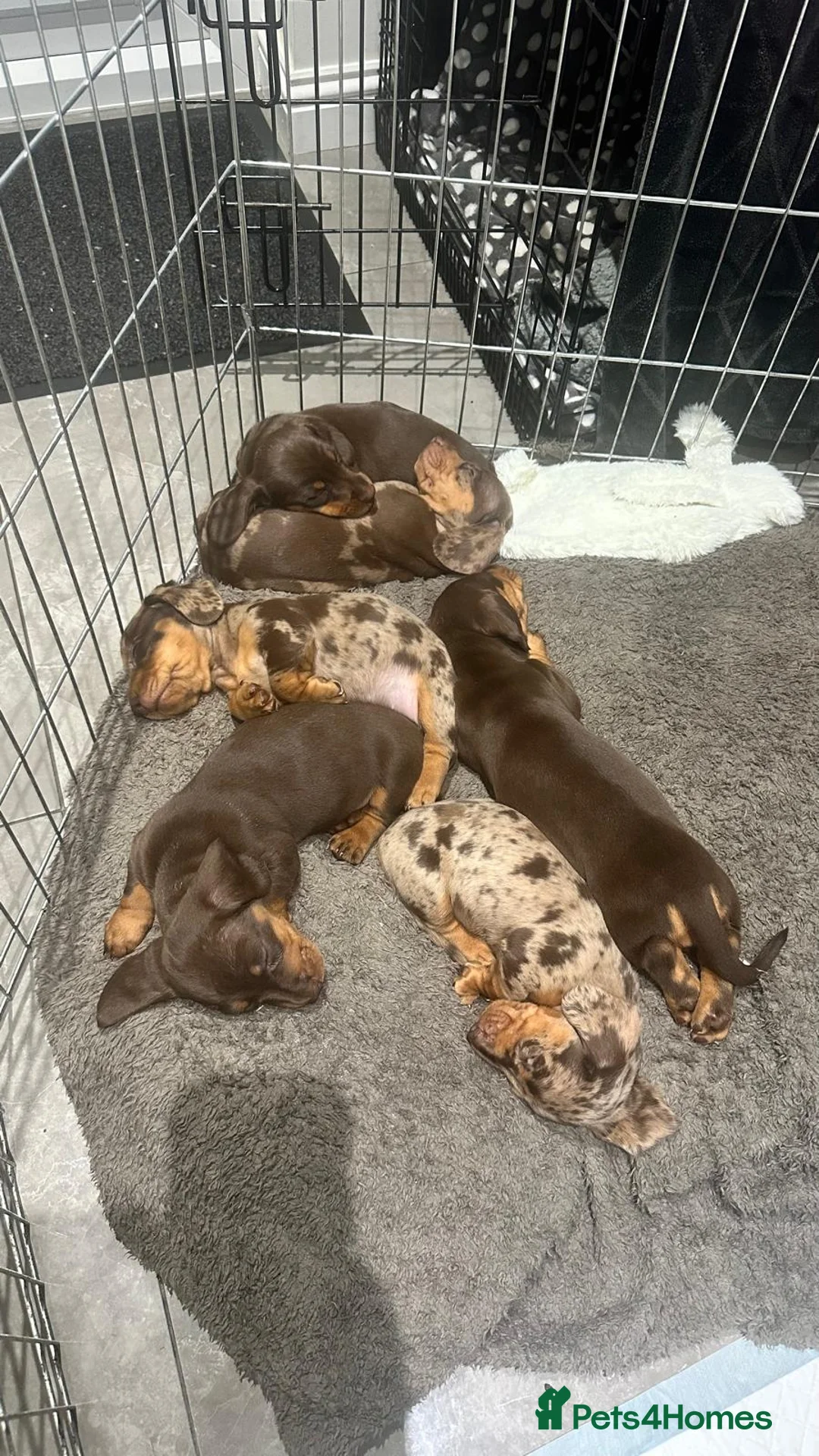 Miniature Dachshund dogs for sale: 🐾 Adorable Dachshund Puppies - 3 Boys Left - Advert 6
