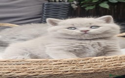 British Shorthair cats for sale: Show Quality Champions British Shorthair GCCF - Image 3