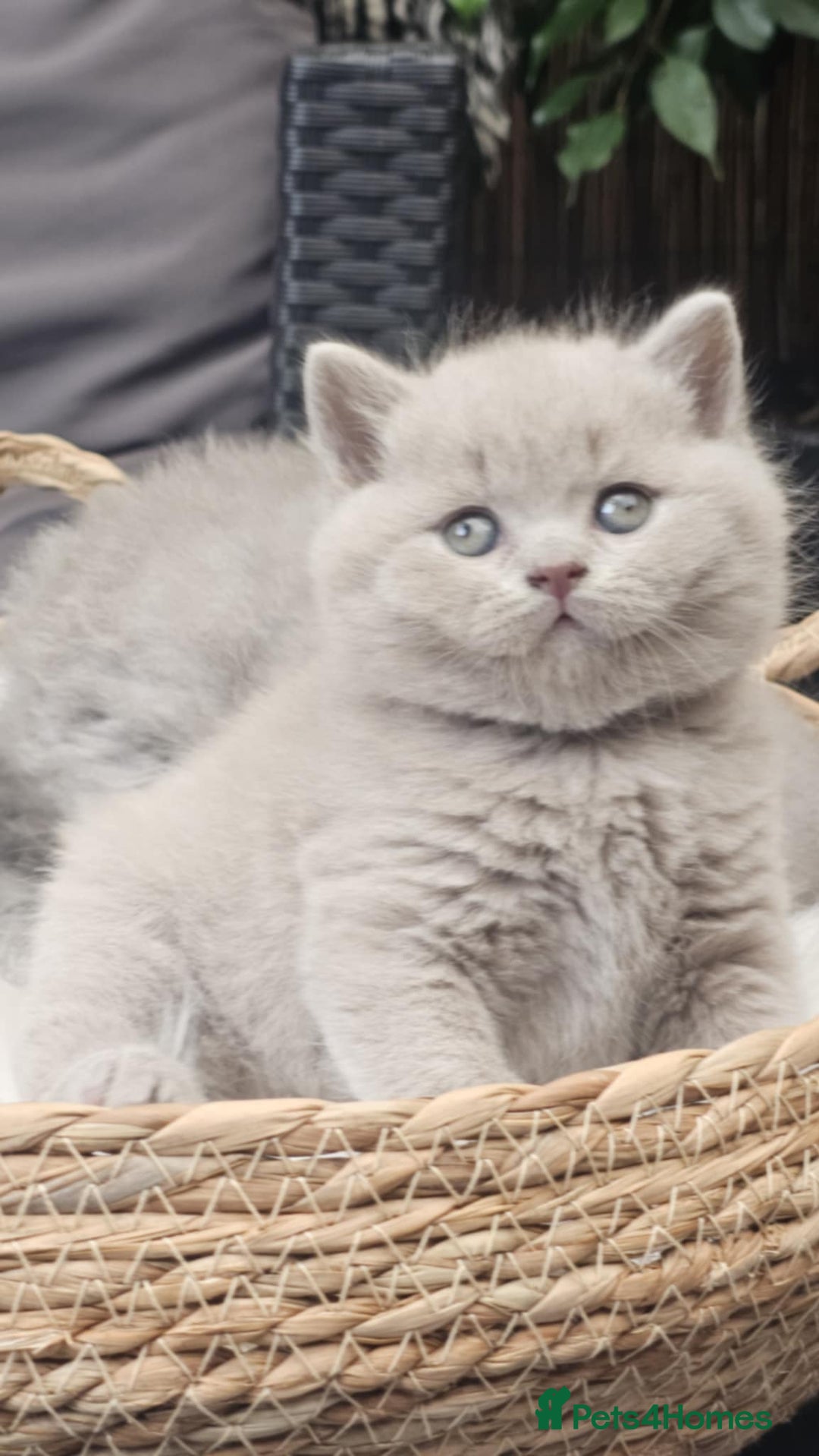 British Shorthair cats for sale: Show Quality Champions British Shorthair GCCF - Image 3