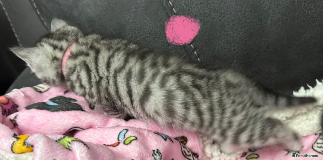 British Shorthair cats for sale: GCCF REGISTERED SILVER TABBY & SPOTTED BSH KITTENS - Advert 17